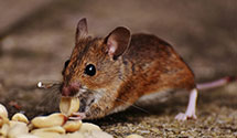 24 Hour & Emergency Exterminators in Mitchellville, AR